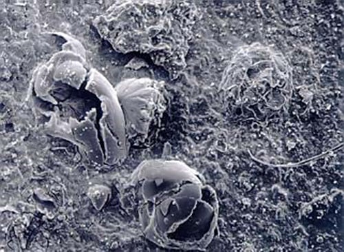 Microbiological