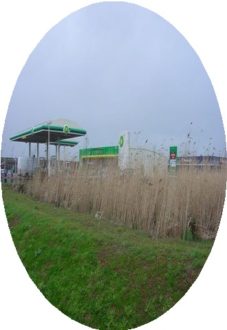 reed bed system petrol